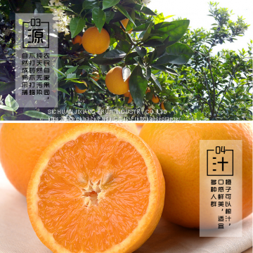 Juicy Chinese Orange /summer Orange photo-4