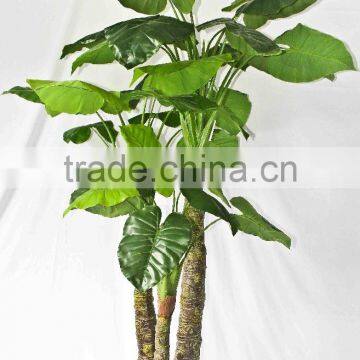 Factory Supply Evergreen Plants photo-4