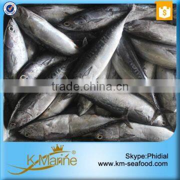 Hot Selling 18 months Shelf Life Froze Bonito