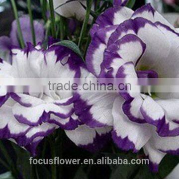 Unique Fresh Cut Flowers Purple Ring Eustoma For Wedding