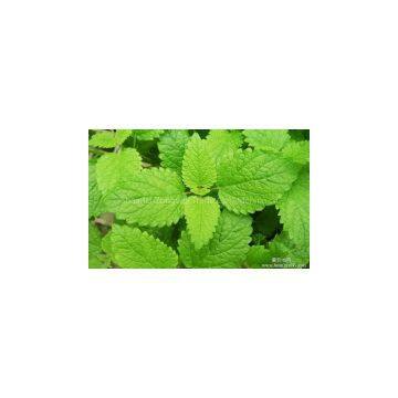 Herba Menthae Extract plant extract factory