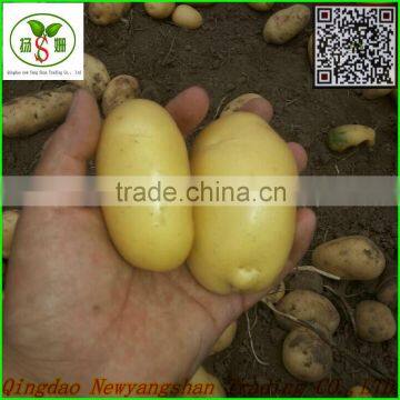 4.5cm-5.cm,5.cm-6cm,6cm up Pure White Garlic/white Garlic /organic Garlic Export photo-4