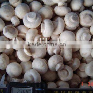 Chinese IQF Frozen Whole White Champignon Mushroom