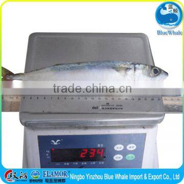 Mackerel Scomber Japonicus W/R photo-3