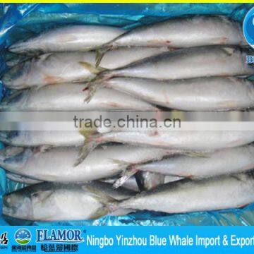 150/250g 200/300g Good Quality mackerel