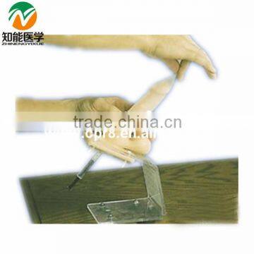 Male condom training model BIX-F5M