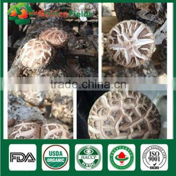 Golden Fields Supplier of Shiitake Spawn Mycelium Growing Bag Shiitake Mushroom Growing Kits