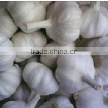 Natural Garlic Extract /Alliin 2%-5% HPLC                        
                                                Quality Choice