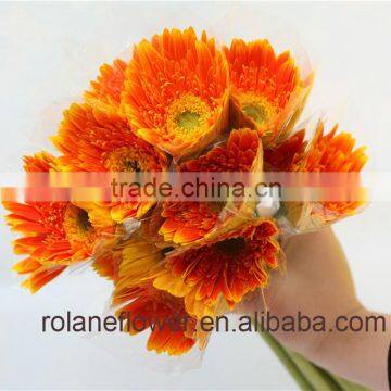 Sold Worldwide High Quality Fresh Cut Orange Gerbera Flower For Decoration