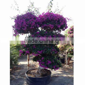 China Bougainvillea spectabilis blooming bonsai wholesale