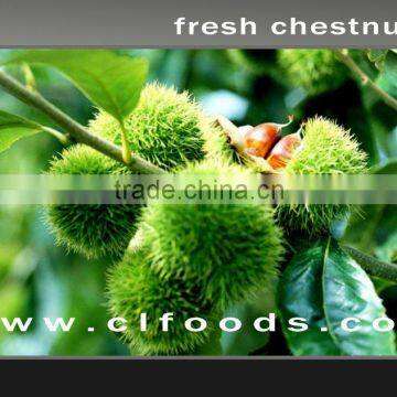 supply fresh chestnut