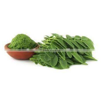 MORINGA OLEIFERA POWDER FOR AYURVEDIC TABLETS