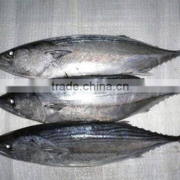 Frozen Pacific Bonito Size 1000-1500