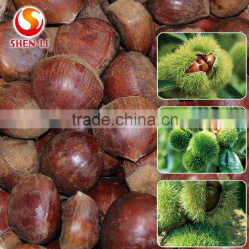 big size 2016 new crop fresh dandong chestnut for advance sale