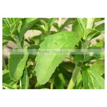 Stevia Powder Healthy Stevia Rebaudioside photo-2