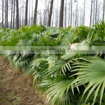 Ornamental plant Livistona chinensis