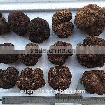 black matured truffle fresh truffle with good maturity