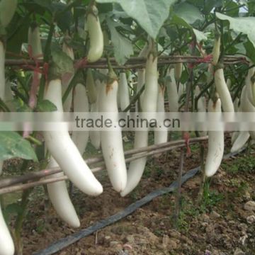 HE04 Sebei long white hybrid eggplant seeds