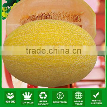 SM18 Jindi f1 hybrid hami melon seeds for planting, hybrid melon seeds