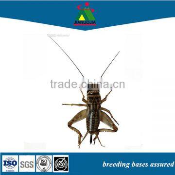 pet food dried cricket insects