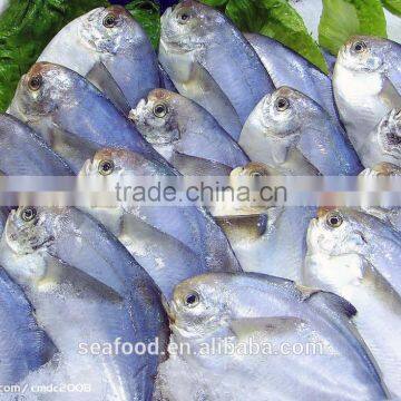 Frozen Silver Pomfret Fish photo-6