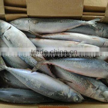 Frozen Big Size Mackerel Fish for Sell Market With High Quality photo-2