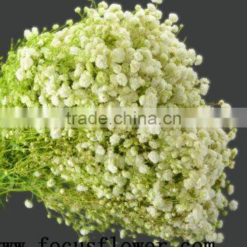 High Quality Export Fresh Cut Flowers Gypsophila Babybreath for Wedding Decoration From China