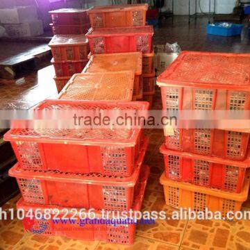 Ornamental Fish Breeder photo-6