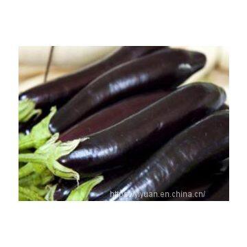 hybrid long eggplant seeds mid-early maturity green sepal vegetable seeds no.85