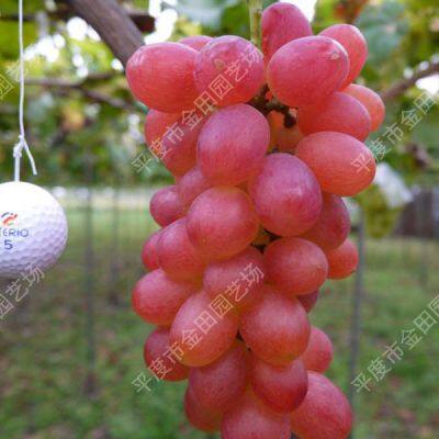 Австралийские безкосточковые саженцы винограда Crimson Seedless
