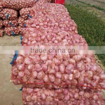 5.5 CM Garlic /Pure White Garlic