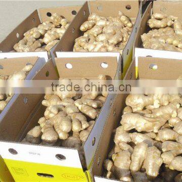Fresh Ginger photo-4