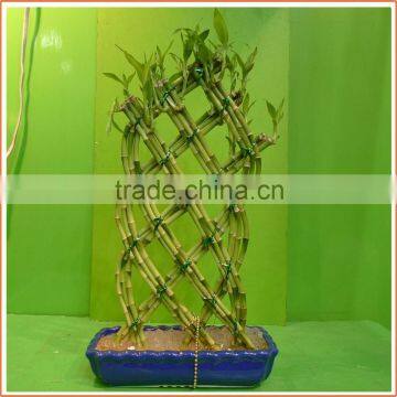 18 stems braided lucky bamboo bonsai tree dracaena sanderiana indoor aquatic feng shui plants nursery garden decoration