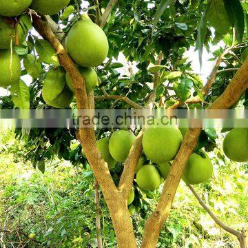 2016 export large tasty pomelos for wholesale