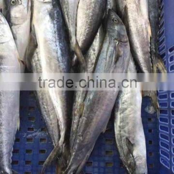 Wholesale Sea Frozen Fish Spanish Mackerel 300-500G