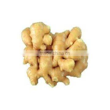 Fresh Ginger for Sale photo-2