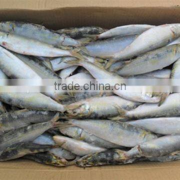 Frozen sardine for sardines process canning