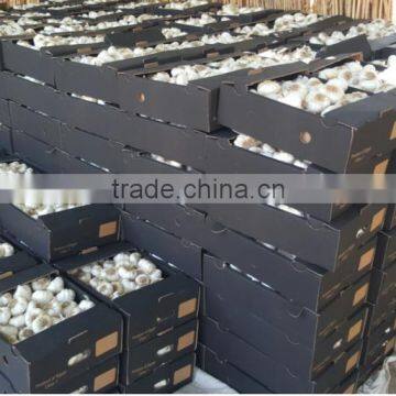 DRY GARLIC FROM EGYPT