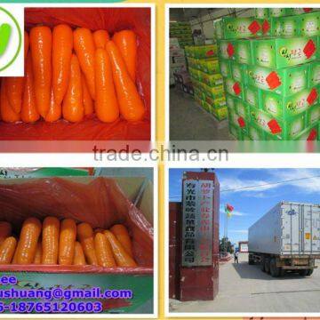 Chinese Quality Good Fresh Carrots HOT!!