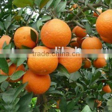 Citrus Aurantium Extract 90%-98% Hesperetin photo-2