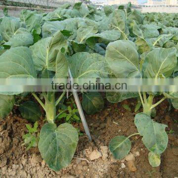 Chinese Broccoli Bulk Broccoli