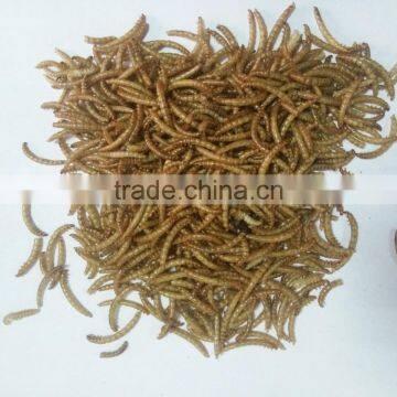 bird food type dried mealworm