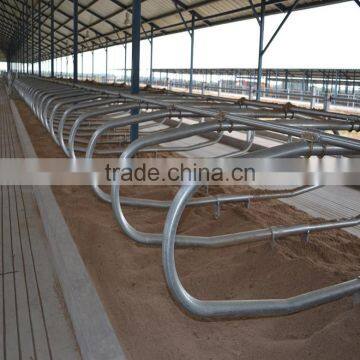 cattle free stall