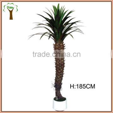 Big landscape sisal yucca tree