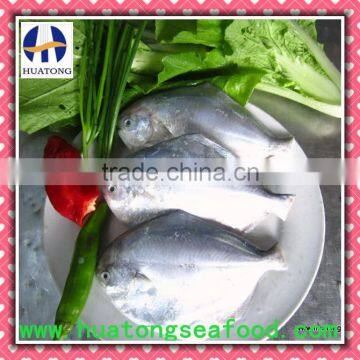 new catching gutted grey pomfret 150-200g