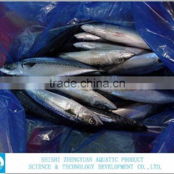 300-500g,400-600g Frozen Pacific/atlantic Mackerel photo-2