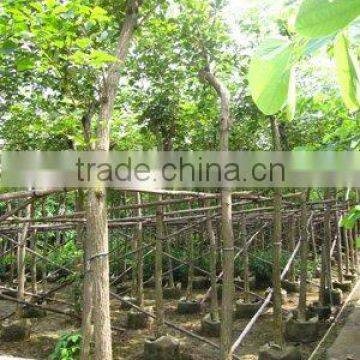 Tabebuia chrysantha potted and rooted nursery