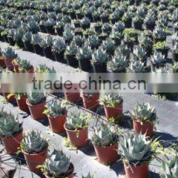 Agave Havardiana "Havard Agave" in 8 Liters Pot photo-2
