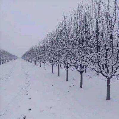 Prices of Sichuan North American Crabapples, Quotation List From the Base, Manufacturers and Wholesalers photo-3