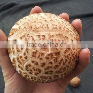 Fresh Mushroom photo-4